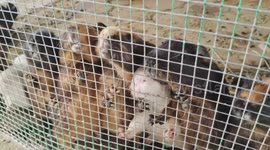 Adorable Guinea Pigs in Cage Begging For Food