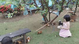 Kids Feeding Guinea Pigs in Farm