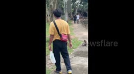 Monkey thief steals orange soda from tourist and drinks it in front of him