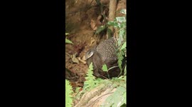 Grey peacock-pheasant spreads tail feathers in courtship