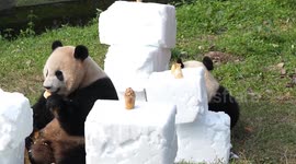 China: Ching Zoo Giant Pandas