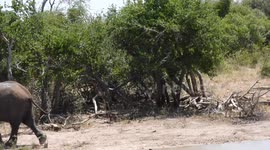 Clash of Giants: Elephants and Rhinos at the Waterhole!