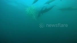 Sardine Run in South Africa, dolphins & gannets attacking & feeding from a baitball of sardines