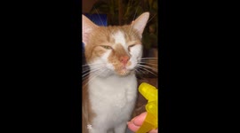 Hydration, but Make It Fancy: Cat Sips Straight from Spray Bottle