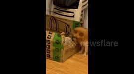 Pet dog guards puppies to stop them escaping