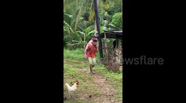 Porker gets a piggyback home after escaping from pen