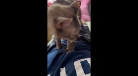 Cat Spa at Home