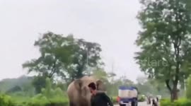Wild elephant charges at youngster trying to clear herd from road
