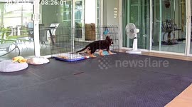 Clever pet puppy climbs up cage to adjust fan
