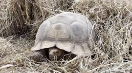 Zoo animals shiver as 12C cold spell hits northern Thailand