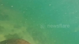 Thailand launches UAVs to protect endangered dugongs