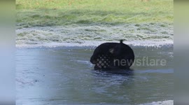 UK: Bears' Frozen Lake Adventure: Phoenix and Cubs Brave the Ice