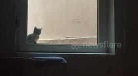 Zoo at home: Street kitten jumps onto our windowsill from the outside, sits for hours and wants to be our family