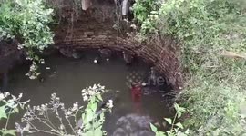 Firefighters rescued 13 stranded pigs from 30 feet deep well