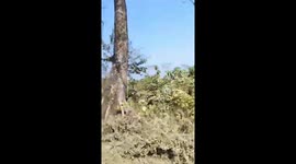 Tourists terrified as wild rhino chases safari jeep in India
