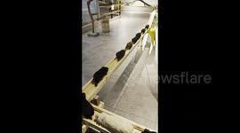 Join this Guinea pig family walking along makeshift walkway