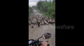 Quack traffic! Hundreds of ducks block road in the Philippines