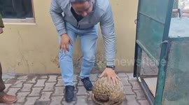 Injured pangolin rescued from forest in India