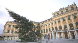Christmas tree taken down and fed to Himalayan goats in Germany