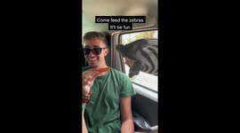 Man Screams As Zebra Reaches For Food