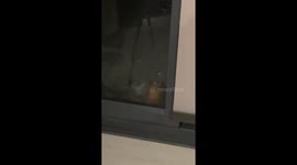 Bat Politely Knocks on Window During Rainstorm