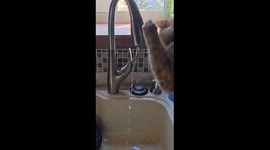 Cat Fights Water Faucet