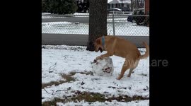 Exclusive-  Snow-loving dog creates snowman without assistance