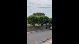 Famously Angry Bird Pecks Another Pedestrian