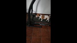 Jack Russell Juana Loves Treadmill