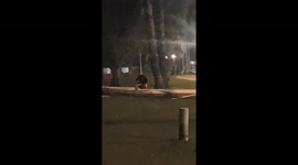 Suspected Arsonist shaving wood from a fallen tree in the Santa Monica Nighttime Curfew zone and investigated by Military Police