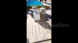Argentina: A bull fell into a pool and it took twenty minutes to get the animal out