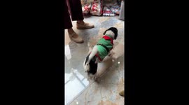 Little Dog Enjoys His Christmas Present