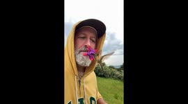 Hummingbird Drinks From Flower Held in Man's Mouth