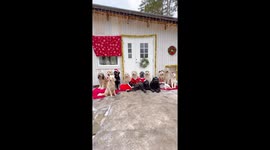 A Pack of Dogs Dressed Up for Christmas
