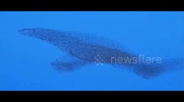 Majestic bird formation amazes in Dongying, China