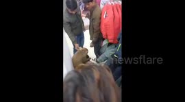 Wild monkey attacks woman in shopping centre in India