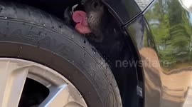 Paw-tomobile problems! Stray dog found stuck behind car wheel