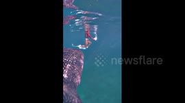 Whale shark crashes into diver's backside