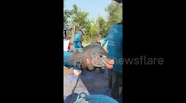 Kim Carp-dashian! Fish with giant 'filler lips' baffles locals