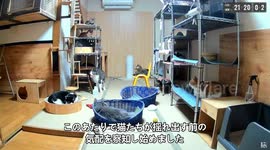 Japan: Cats React To Earthquake