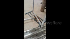 China: The Puppy Tried to Protect the Kitten.