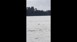 Happened During the Day: A Crocodile, Whether It Was Pretending to Sink or Not, Appeared in the River Near My Home—A Rare Sight