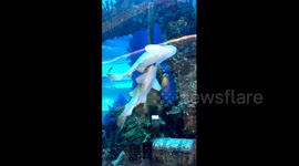 Sharks perform mesmerising dance as one clings to the others fin