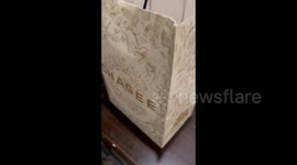 China: A kitten crawled out of a bag