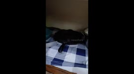 Higly venomous Snouted Cobra