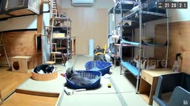 Pet cats in Japan sense earthquake before it happens