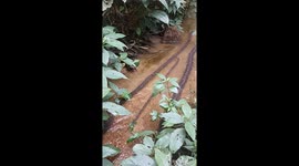 Ants Form Highway Across River