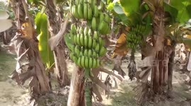 Pakistan: Innovative method enables local farmers in Pakistan to use the banana tree for more than just the fruit
