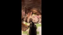 Nursing Dachshund Puppy Adorably Squeaks