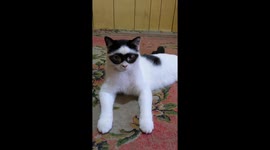 Zorro Cat Sitting and Relaxing